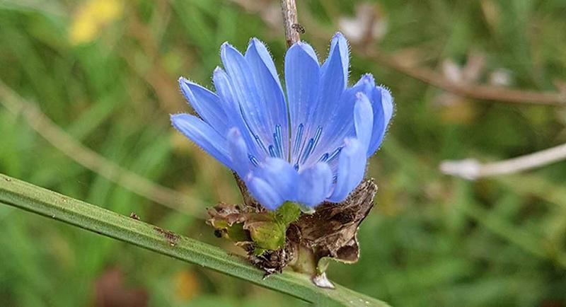 Kakao i czekolada zamiast kawy