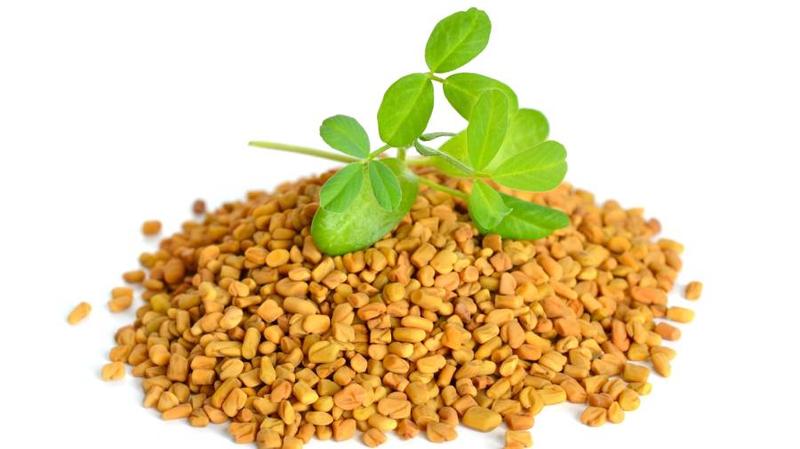 Kozieradka – odkryj jej wyjątkowy smak w kuchni