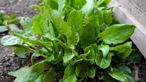 Najlepszy szczaw do zupy – wybierz idealny dla swojego dania