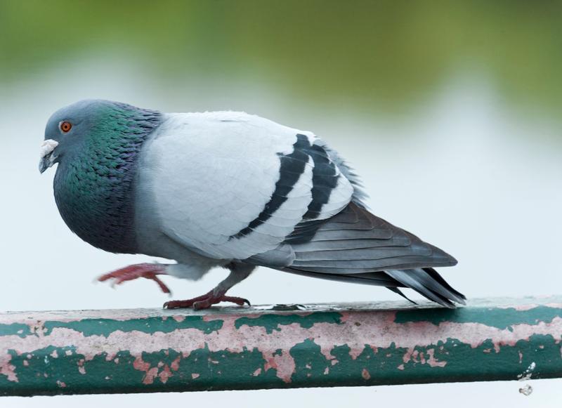 Odkryj, jak smakuje gołąb – niezwykłe doznania kulinarne na talerzu