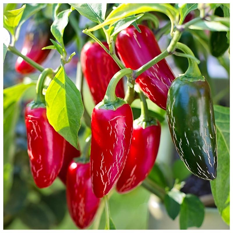 Alternatywy dla chili w kuchni