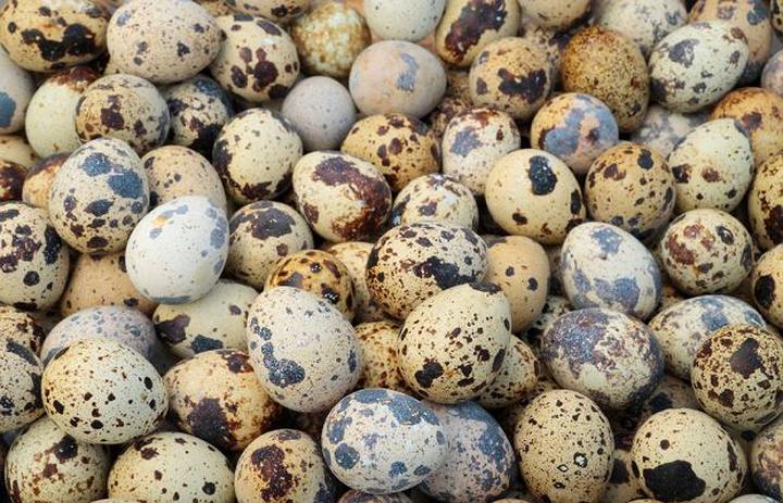 Czas gotowania jaj przepiórczych