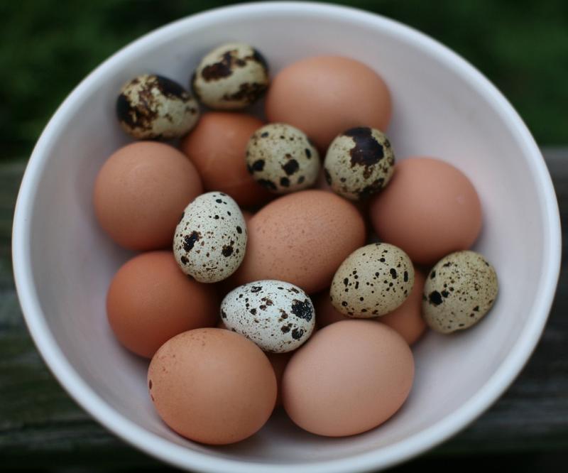 Korzyści zdrowotne jaj przepiórczych