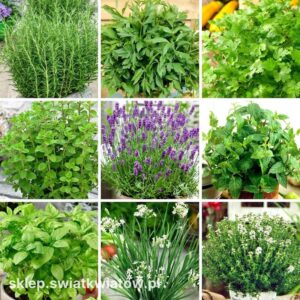 Alternatywy dla suszonego lubczyku – czym go zastąpić w kuchni?