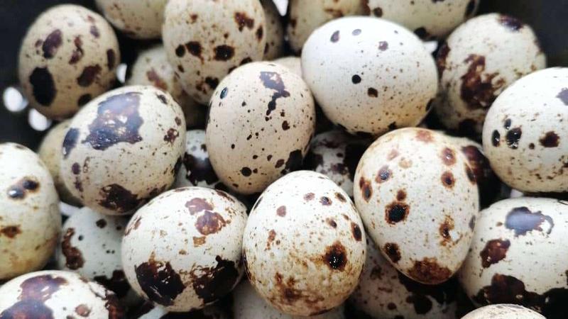 Odkryj, jak długo gotuje się jaja przepiórcze, aby uzyskać doskonały smak