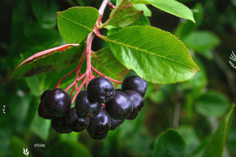 Aronia jako superfood