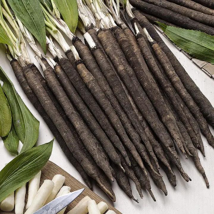 Historia i tradycja skorzonery