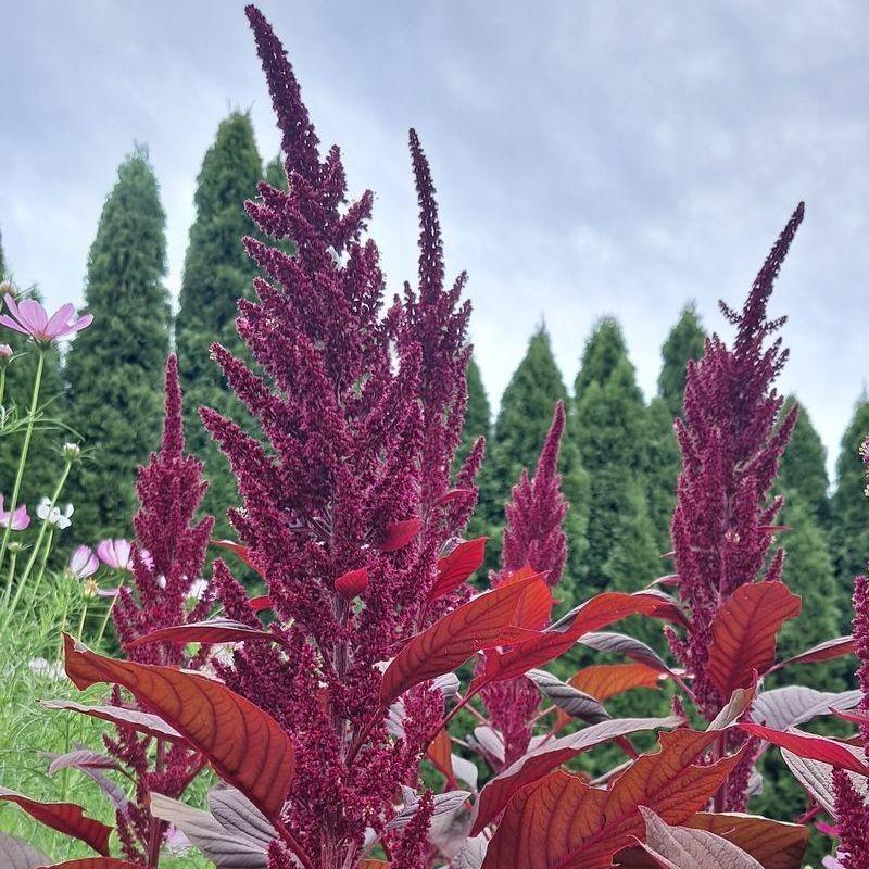 Korzyści zdrowotne amarantusa