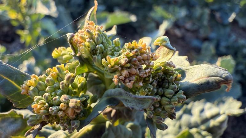 Kwiaty jadalne w kuchni