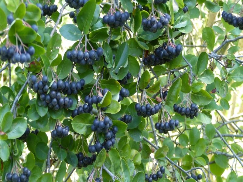 Uprawa aronii w ogrodzie