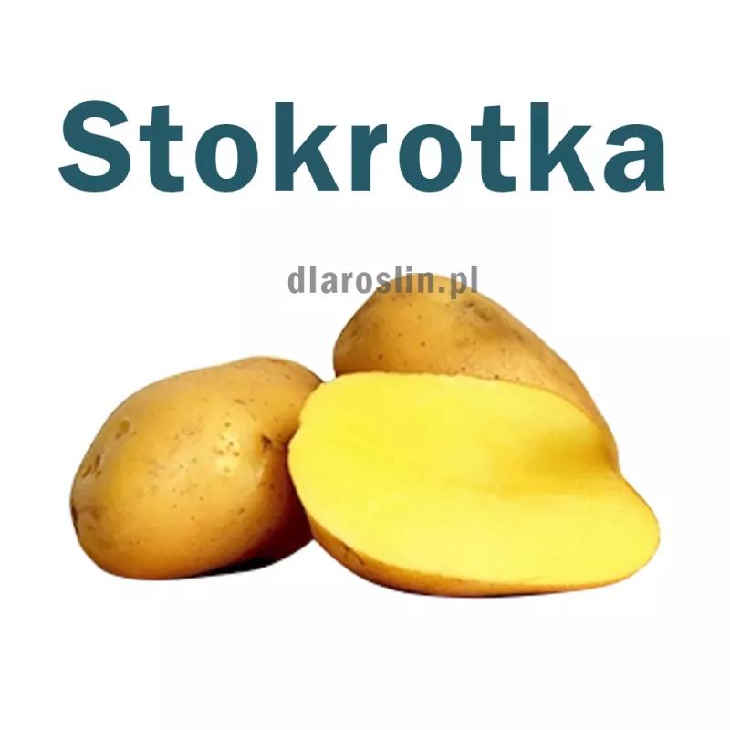 Zdrowe zamienniki batatów