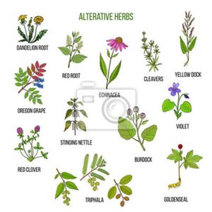 Alternatywy dla trybuli – czym zastąpić ten aromatyczny ziołowy dodatek?