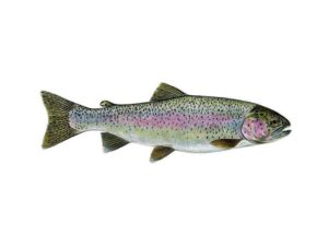 Jak długo smażyć pstrąga łososiowego, aby uzyskać idealny smak?