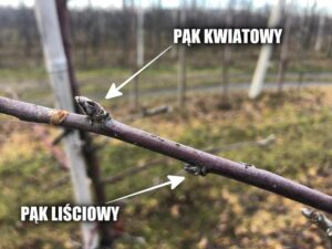 Kwiatowe pak: odkryj ich pikantny potencjał w twojej kuchni