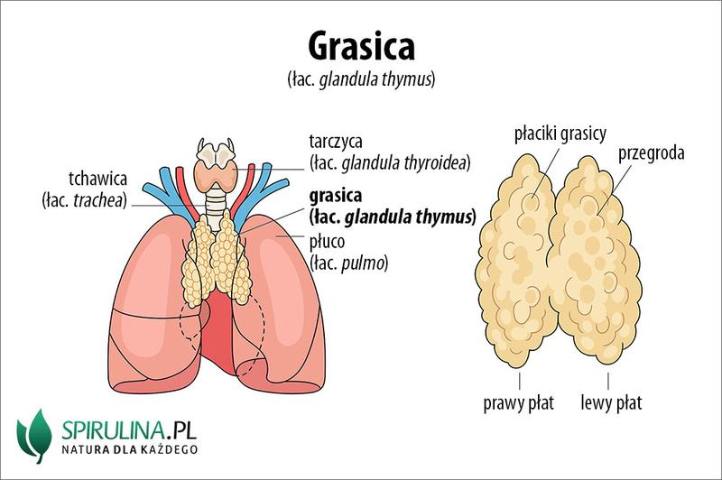 Odkrywając smak grasicy: kulinarne przygody z tym niezwykłym składnikiem